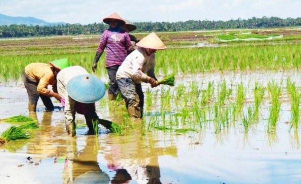 Syarat KUR BRI Untuk Petani